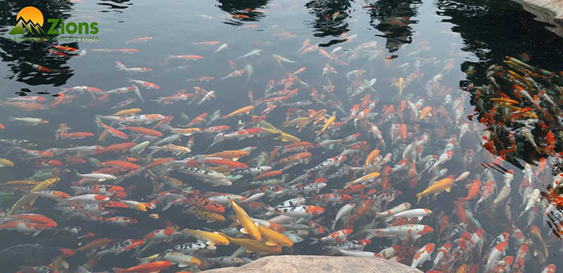 Chăm sóc hồ cá Koi mùa mưa 
