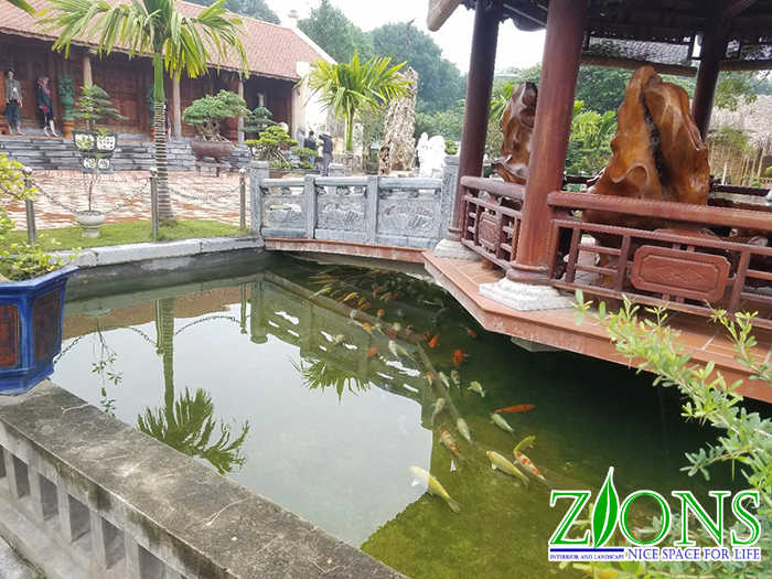 cải tạo hồ cá koi 200m2 tại Thanh Hóa 