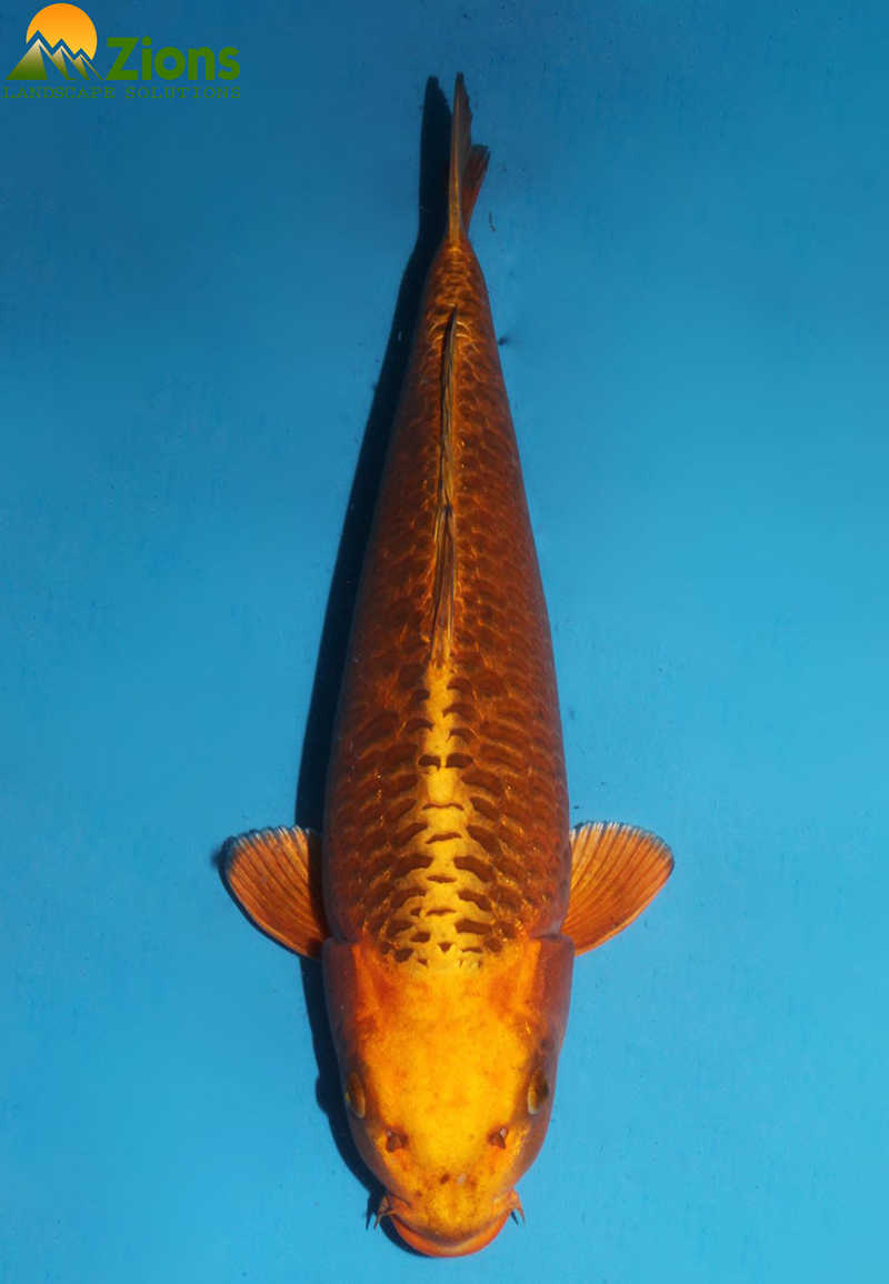 Cá Koi Nhật Bản thuần chủng