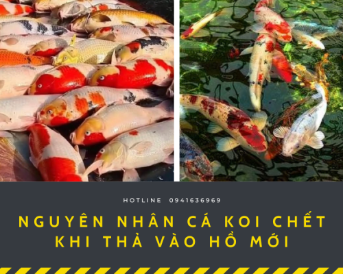 Bí quyết Để Tránh Cá Koi Chết Sau Khi Chuyển Về Hồ Mới
