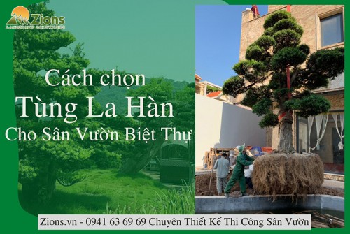 Cách Chọn Thế Tùng La Hán ( Vạn Niên Tùng) Cho Sân Vườn Biệt Thự