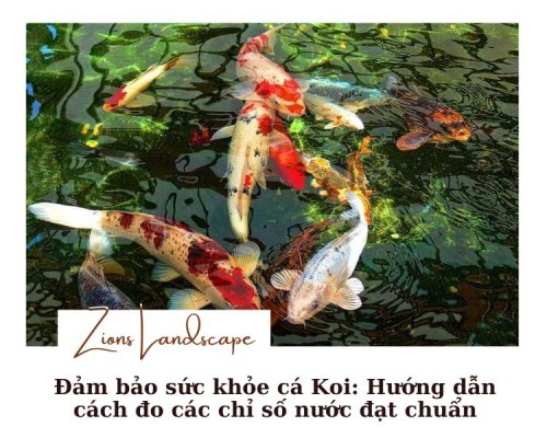 Đảm Bảo Sức Khỏe Cá Koi: Hướng Dẫn Cách Đo Các Chỉ Số Nước Đạt Chuẩn