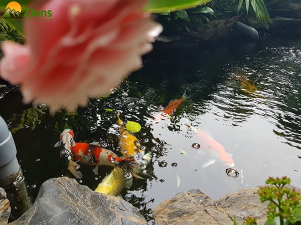 Hồ Cá Koi - Có Nên Thiết Kế Trong Sân Vườn Lâu Đài –Biệt Thự? 