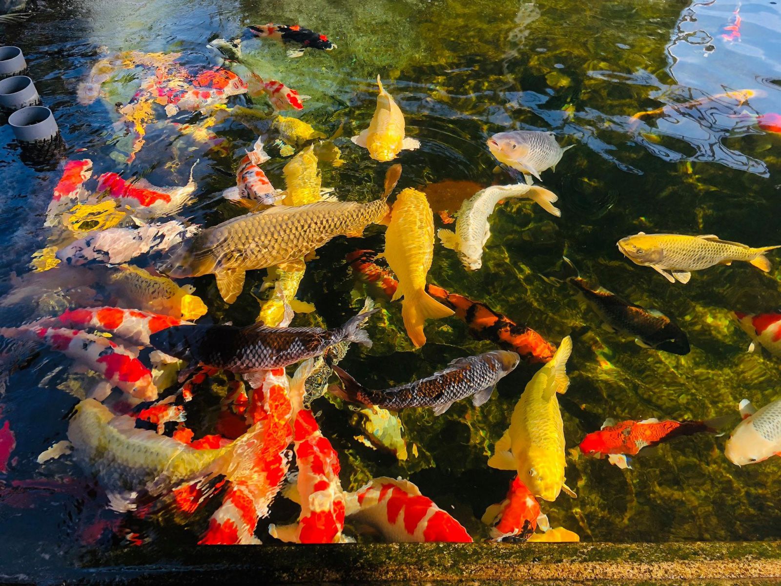 Cá Koi Nhật Bản đẹp - Zions.vn