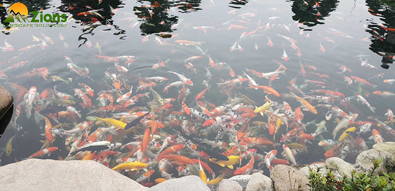 Lọc nước hồ cá Koi Hạ Long