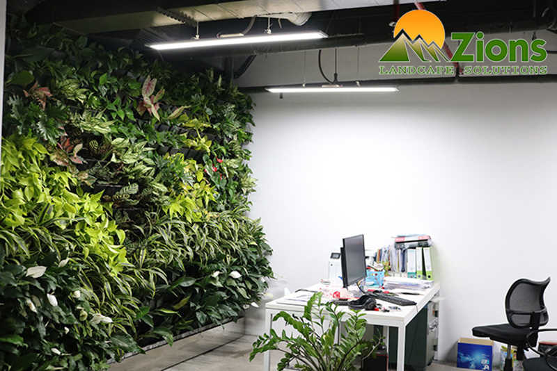 Tường cây xanh như bộ lọc không khí cho văn phòng