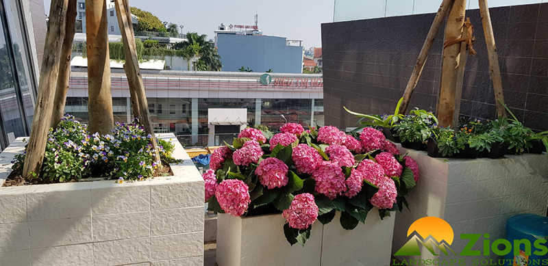 Hoa cẩm tú cầu