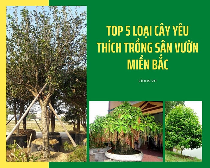 Top 5 loại cây bóng mát yêu thích trông sân vườn Miền Bắc