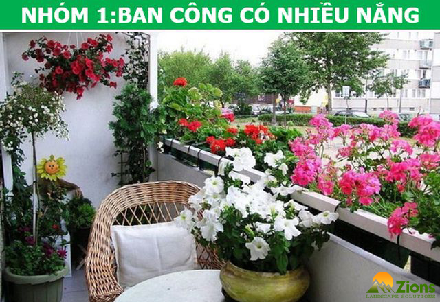 Top 30 loại cây trồng ban công dễ nuôi, giúp điều hoà không khí