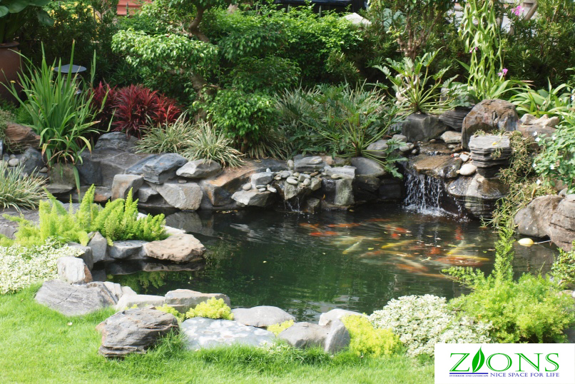 Những lưu ý khi thiết kế hồ cá Koi kết hợp tiểu cảnh sân vườn.