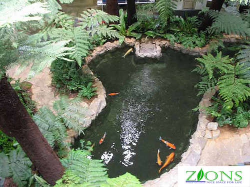 Những lưu ý khi thiết kế hồ cá Koi kết hợp tiểu cảnh sân vườn.