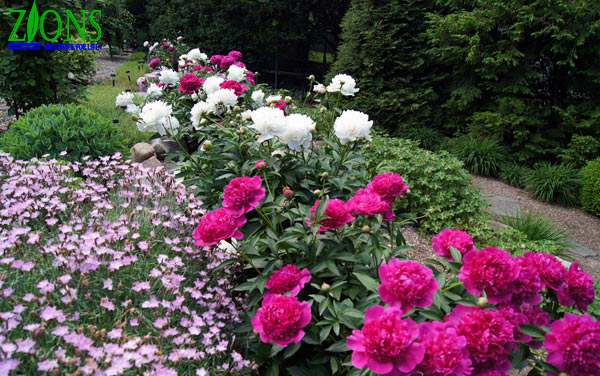 Trang trí sân vườn với vườn hoa 