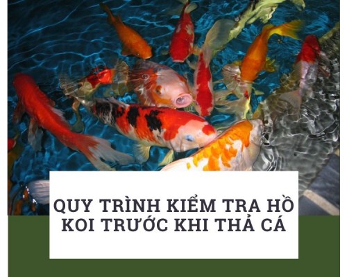 Quy Trình Kiểm Tra Hồ Koi Trước Khi Thả Cá
