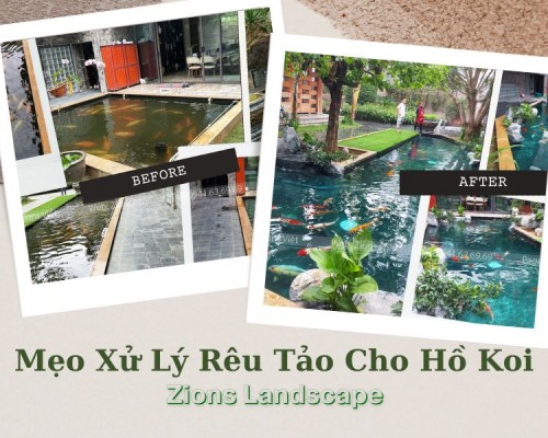 Mẹo Xử Lý Rêu Tảo Cho Hồ Koi