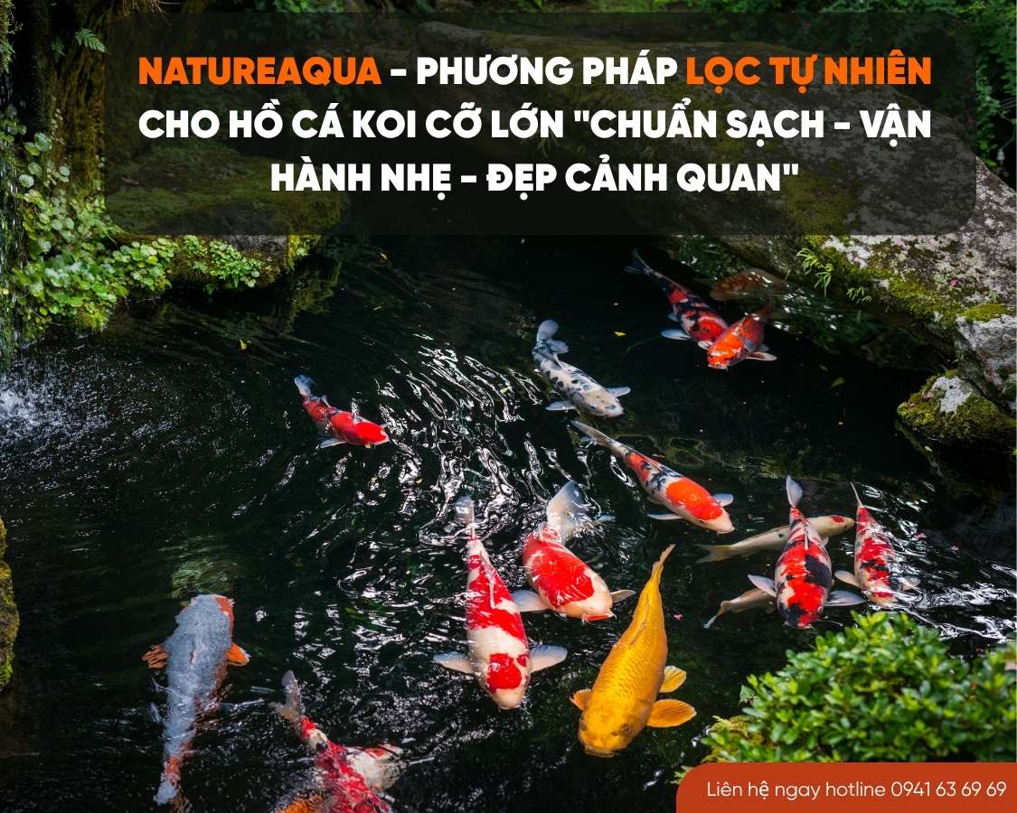 NatureAqua – Phương Pháp Lọc Tự Nhiên Cho Hồ cá Koi Cỡ Lớn