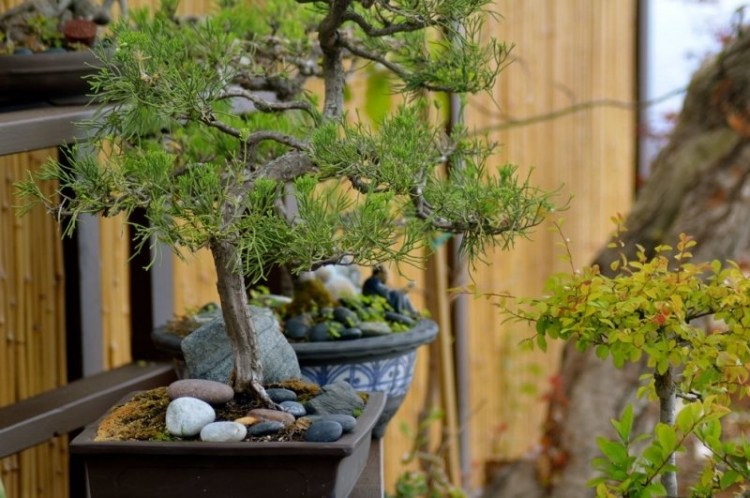 Bonsai  Nghệ Thuật Chơi Cây Độc Đáo Trong Vườn Nhật
