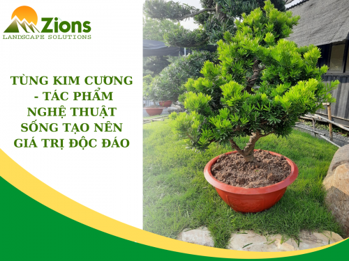 Tùng kim cương - Tác phẩm nghệ thuật sống tạo nên giá trị độc đáo